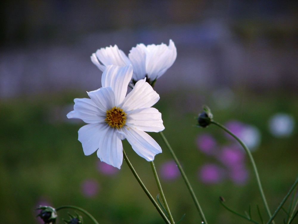 nEO_IMG_DSC06524