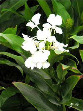 姜兰6