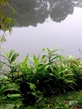 姜兰1